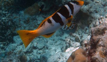 Plectropomus_laevis