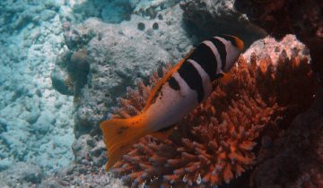 Plectropomus_laevis