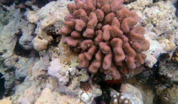 Pocillopora_meandrina