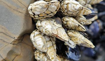 Pollicipes_polymerus