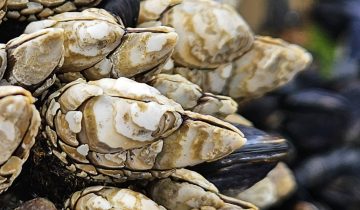 Pollicipes_polymerus