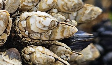 Pollicipes_polymerus