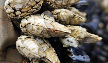 Pollicipes_polymerus