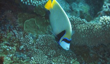Pomacanthus_imperator