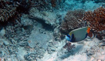 Pomacanthus_imperator