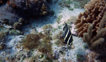 Pomacanthus_paru