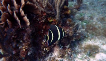 Pomacanthus_paru