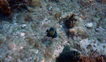 Pomacanthus_paru