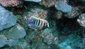 Pomacanthus_sexstriatus