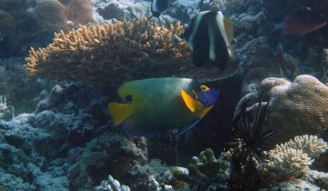 Pomacanthus_xanthometopon