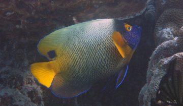 Pomacanthus_xanthometopon