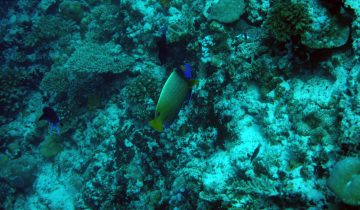 Pomacanthus_xanthometopon