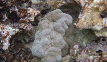 Porites_evermanni