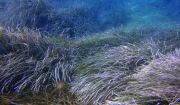 Posidonia_oceanica