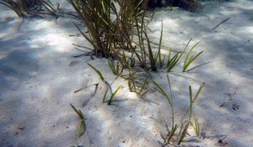 Posidonia_oceanica