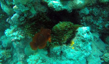 Premnas_biaculeatus