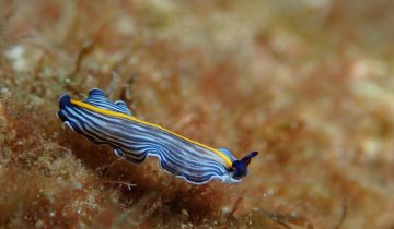 Prostheceraeus_giesbrechtii