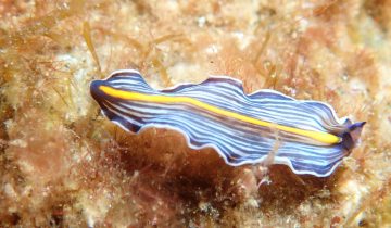 Prostheceraeus_giesbrechtii