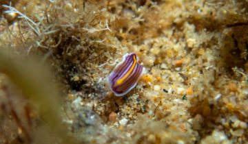Prostheceraeus_giesbrechtii