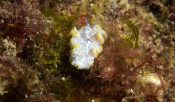 Prostheceraeus_moseleyi