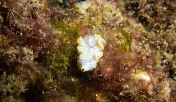 Prostheceraeus_moseleyi
