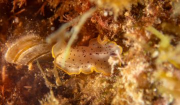 Prostheceraeus_moseleyi