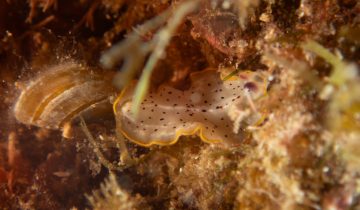 Prostheceraeus_moseleyi