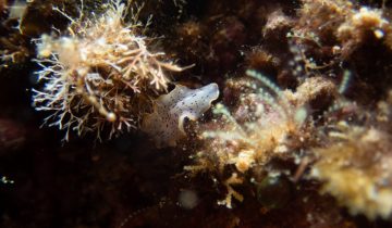 Prostheceraeus_moseleyi