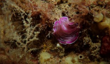 Prostheceraeus_roseus
