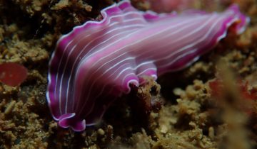 Prostheceraeus_roseus