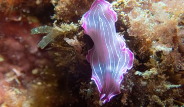 Prostheceraeus_roseus