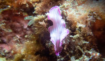 Prostheceraeus_roseus