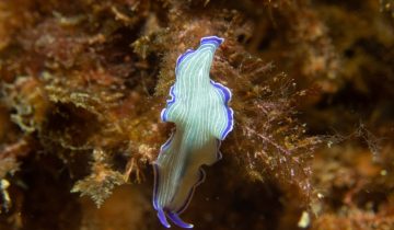 Prostheceraeus_roseus