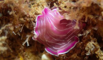 Prostheceraeus_roseus