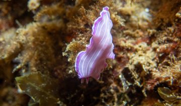Prostheceraeus_roseus