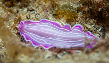Prostheceraeus_roseus