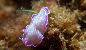 Prostheceraeus_roseus
