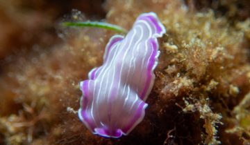 Prostheceraeus_roseus