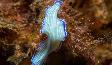 Prostheceraeus_roseus