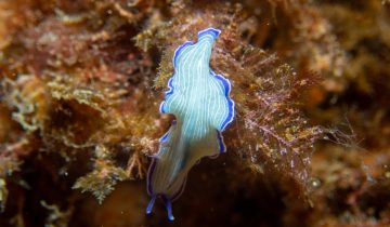 Prostheceraeus_roseus