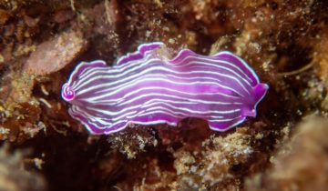 Prostheceraeus_roseus
