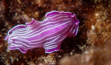 Prostheceraeus_roseus