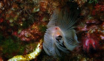 Protula_tubularia