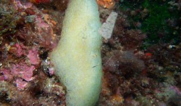 Pseudodistoma_obscurum