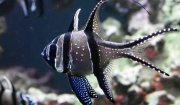 Pterapogon_kauderni