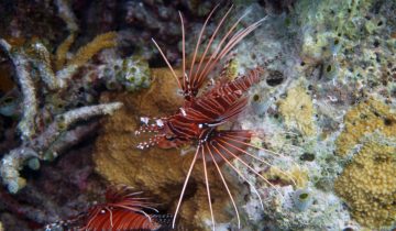 Pterois_antennata