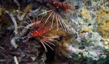 Pterois_antennata