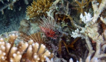 Pterois_antennata
