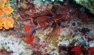 Pterois_antennata