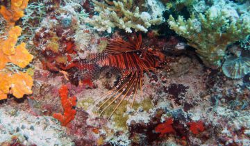 Pterois_antennata